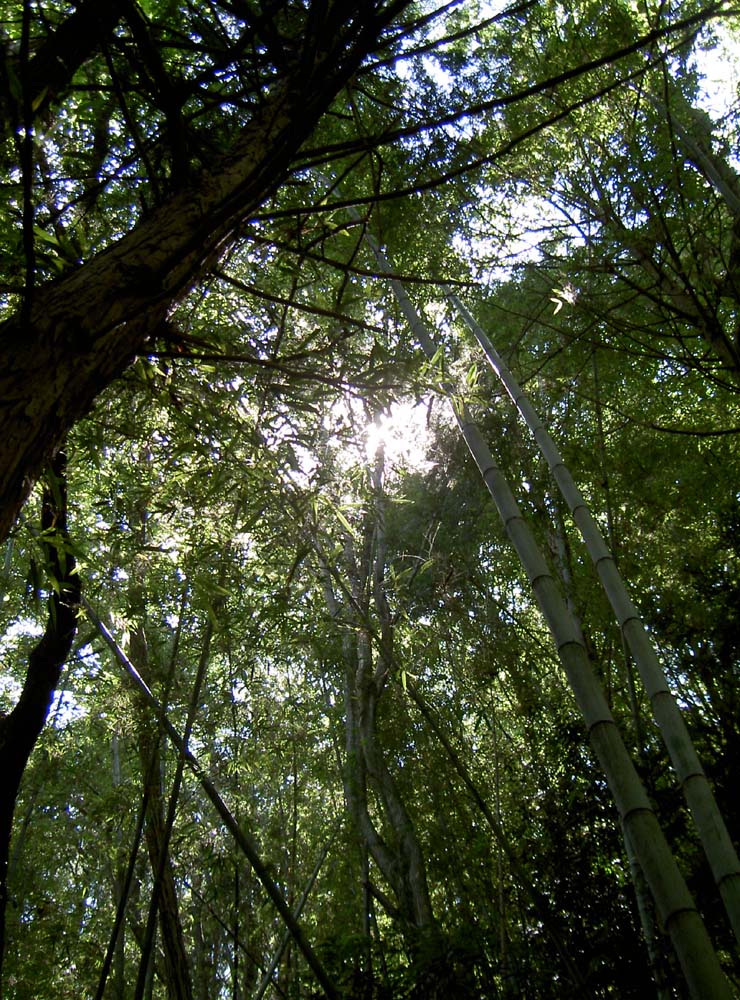 ファイル 12-1.jpg