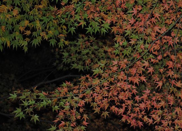 ファイル 163-1.jpg