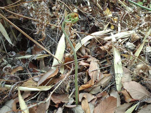 ファイル 205-1.jpg