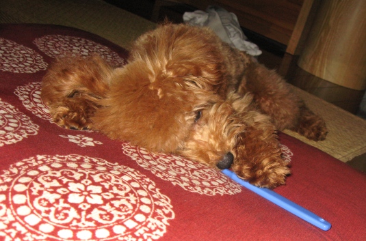 ファイル 237-1.jpg