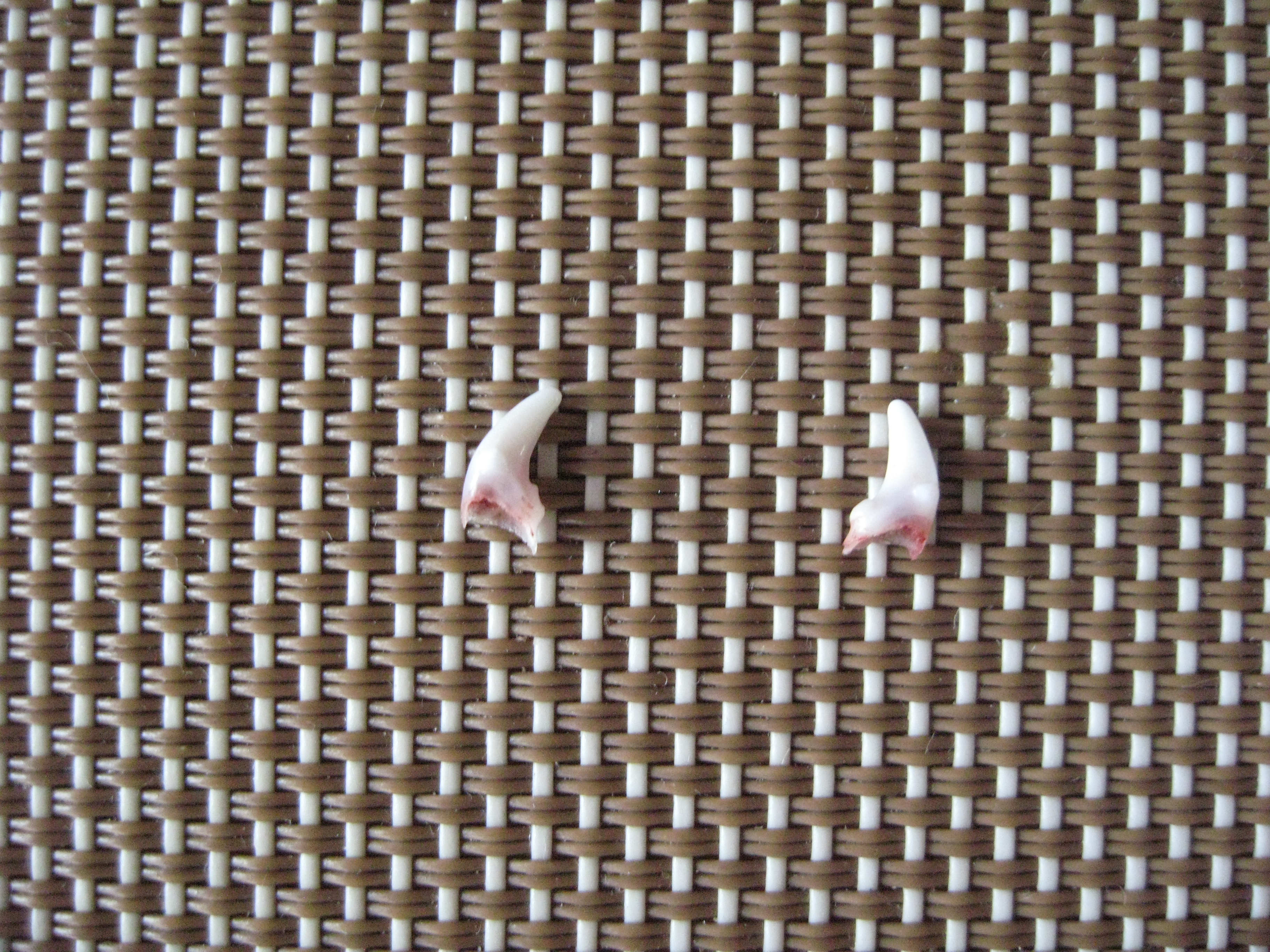 ファイル 243-2.jpg