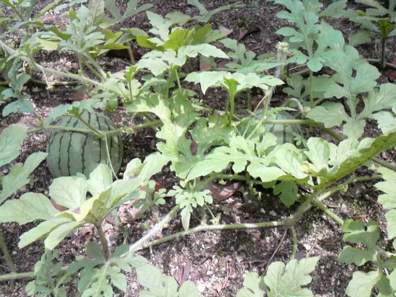 ファイル 247-1.jpg