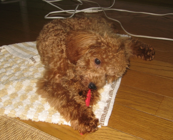 ファイル 259-1.jpg