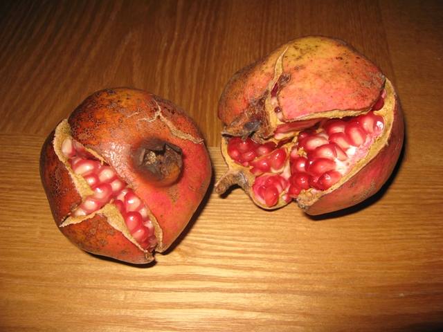 ファイル 273-1.jpg