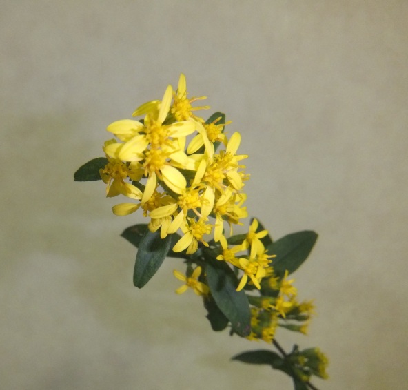 ファイル 278-2.jpg