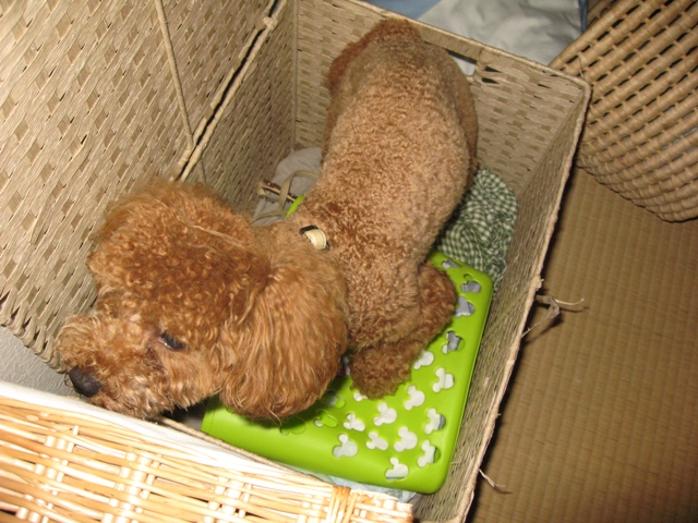 ファイル 367-1.jpg