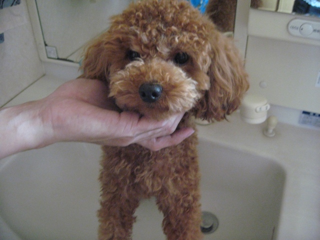 ファイル 375-1.jpg