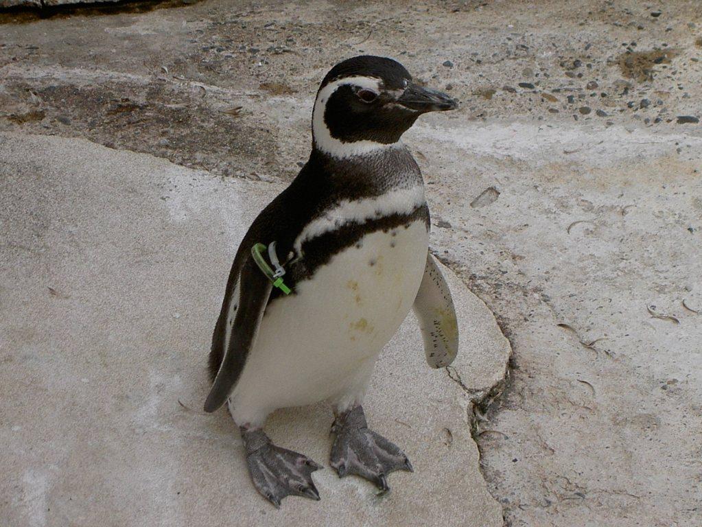 ファイル 41-1.jpg