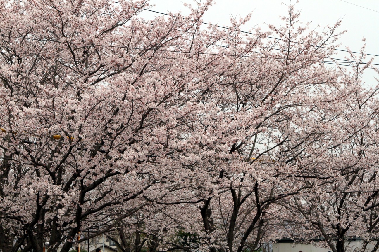 ファイル 451-1.jpg