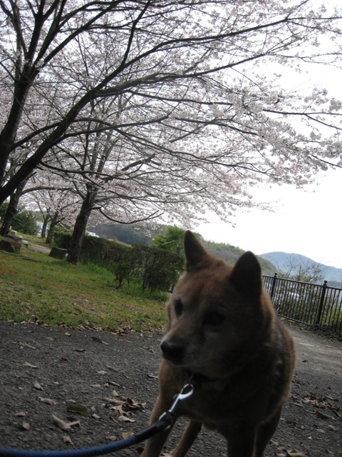 ファイル 452-1.jpg