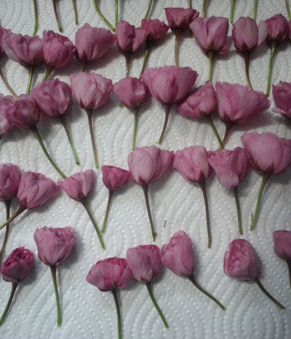 ファイル 453-2.jpg