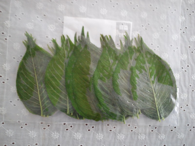 ファイル 463-1.jpg