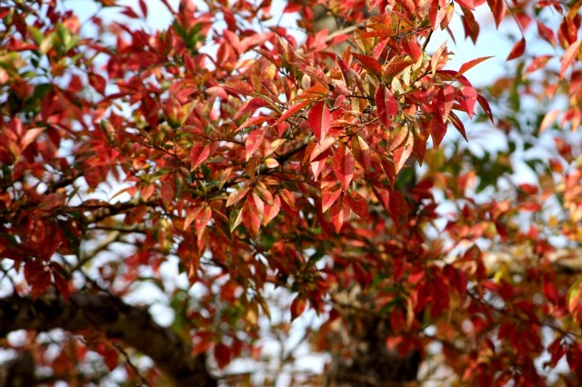 ファイル 47-1.jpg