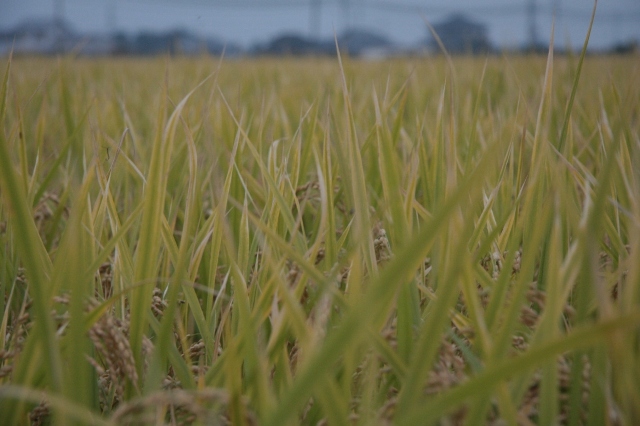 ファイル 49-2.jpg