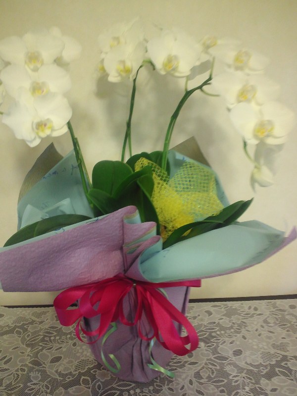 ファイル 498-1.jpg