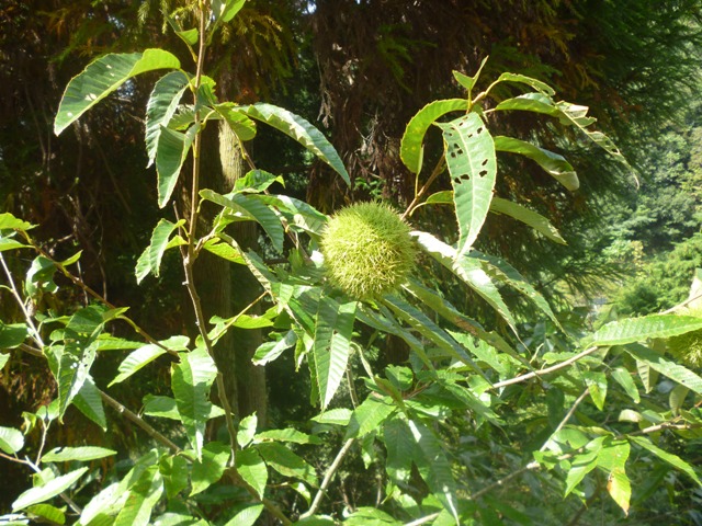 ファイル 499-2.jpg