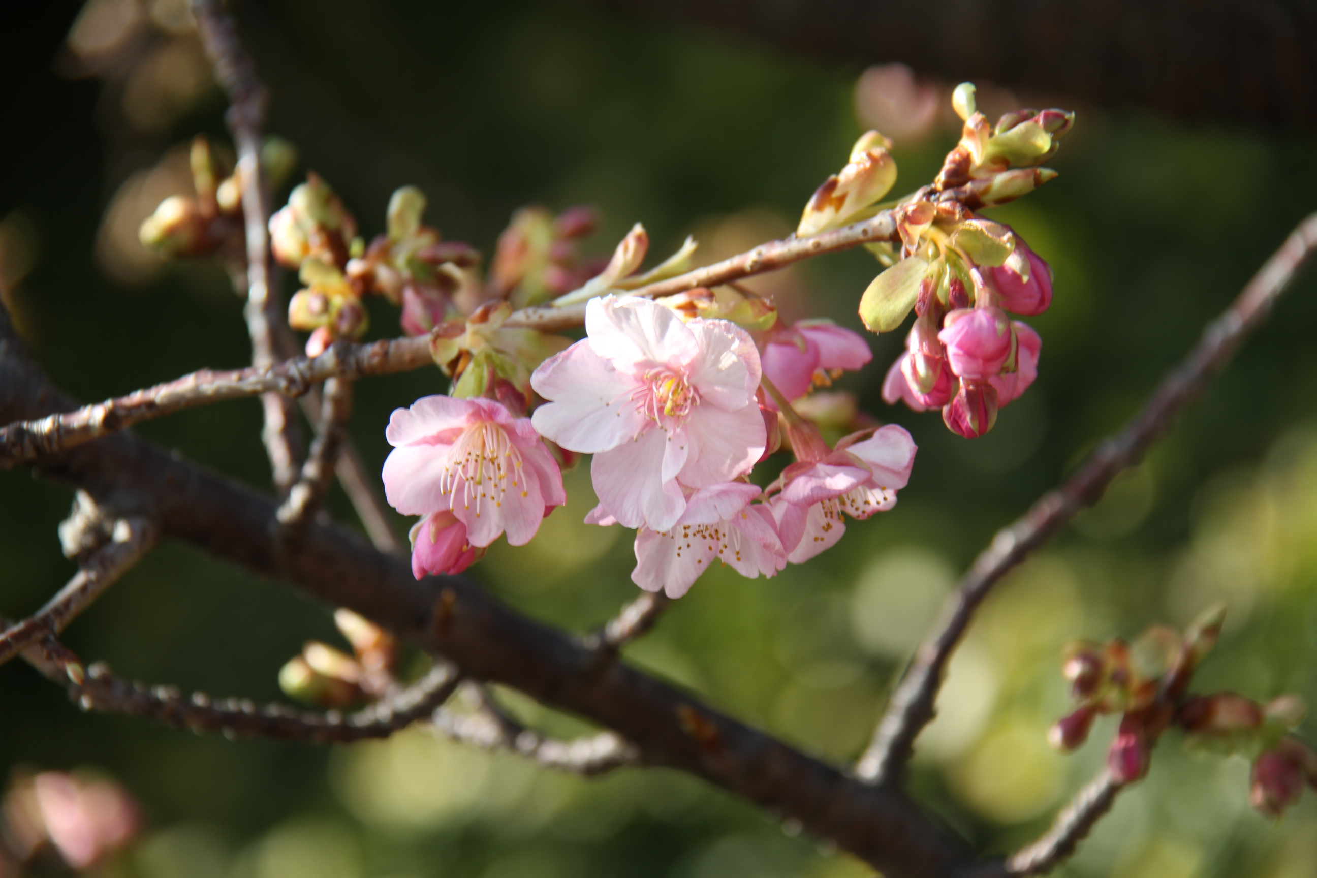 ファイル 536-4.jpg