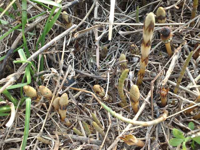 ファイル 542-1.jpg