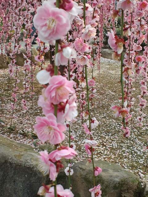 ファイル 543-1.jpg