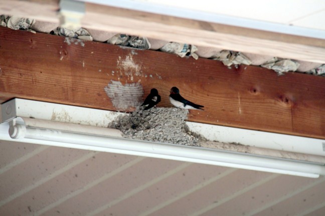 ファイル 559-1.jpg