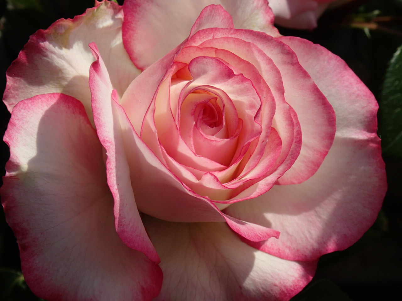 ファイル 566-1.jpg