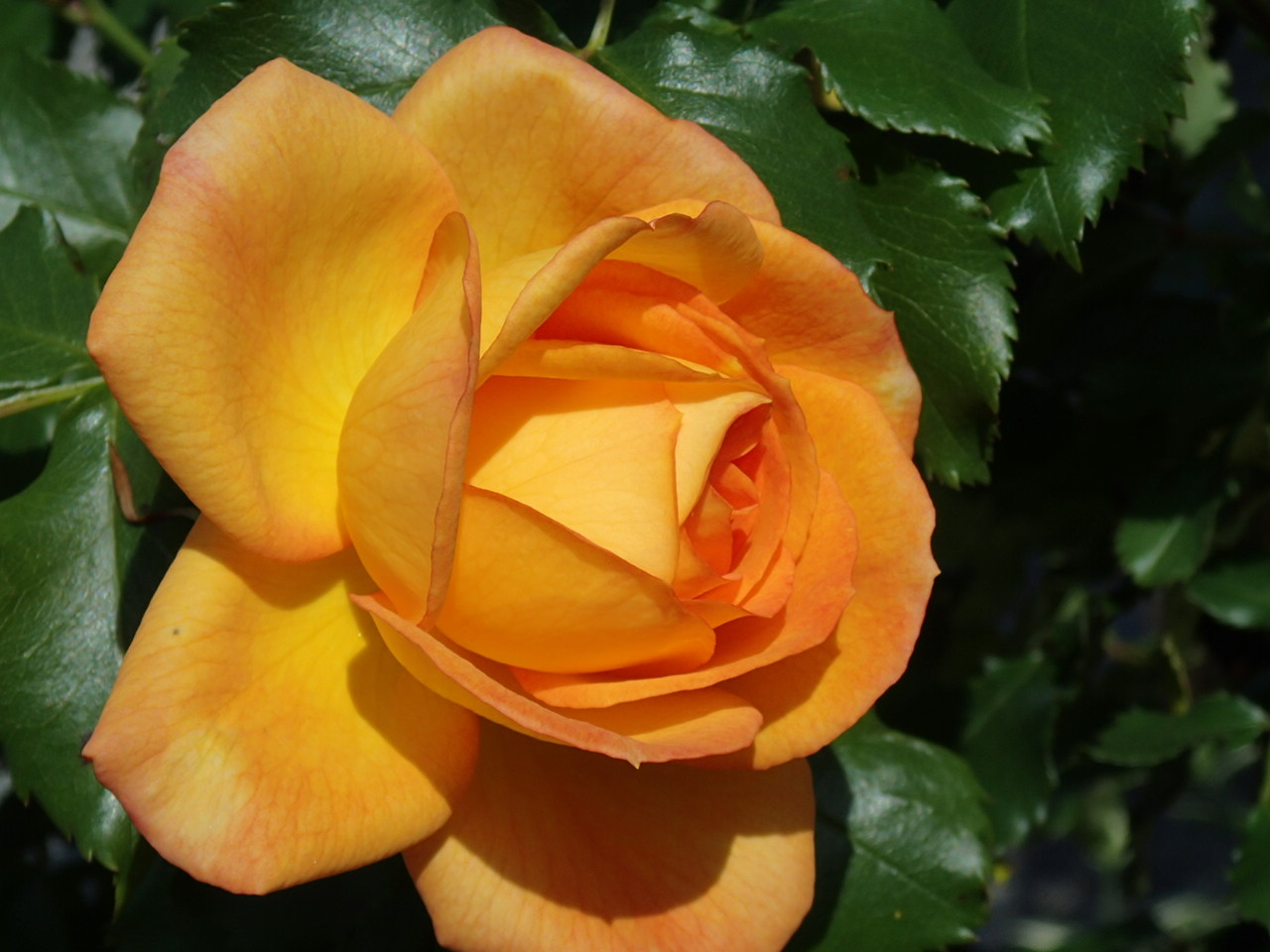 ファイル 566-2.jpg