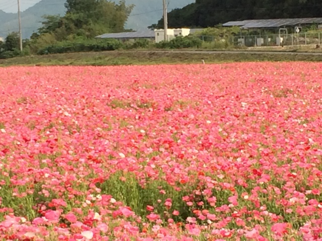 ファイル 568-1.jpg