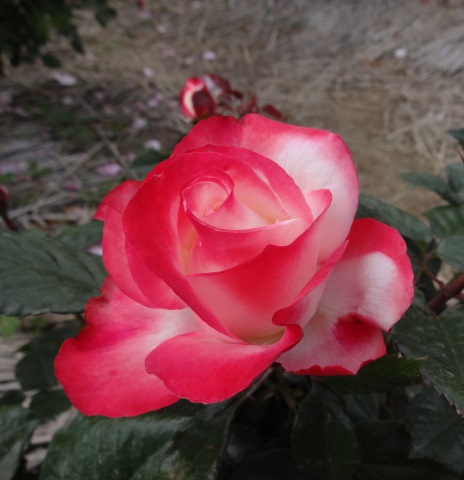 ファイル 570-1.jpg