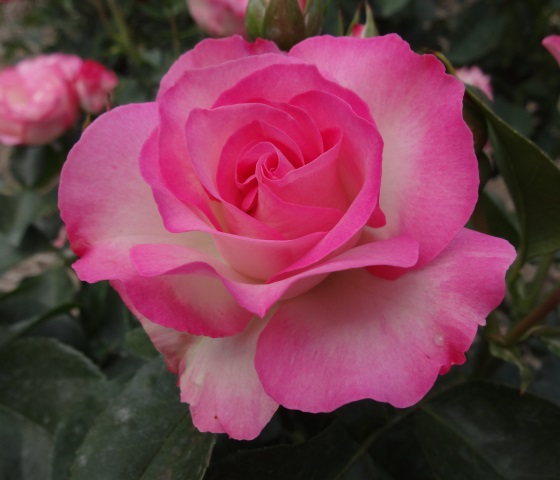 ファイル 570-2.jpg