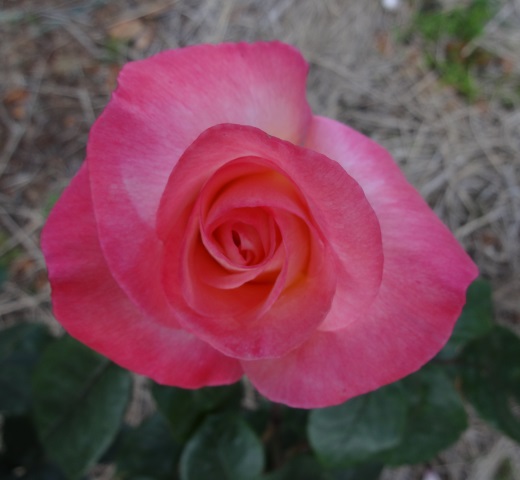 ファイル 570-3.jpg