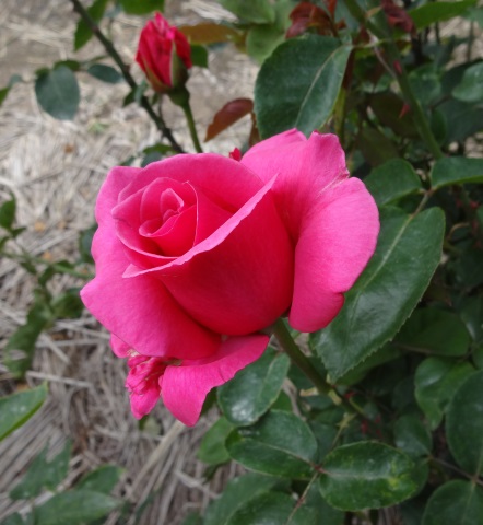 ファイル 570-5.jpg