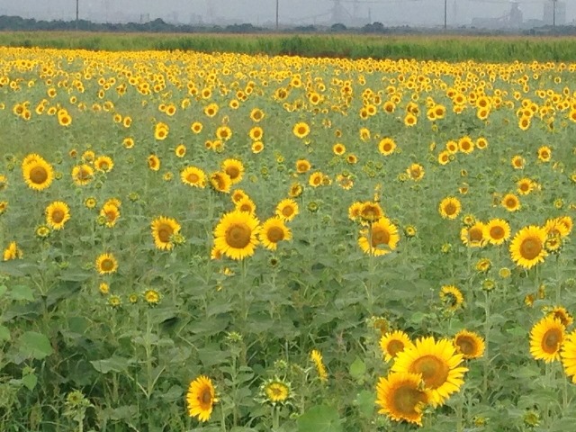 ファイル 590-1.jpg