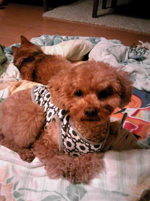 ファイル 634-1.jpg