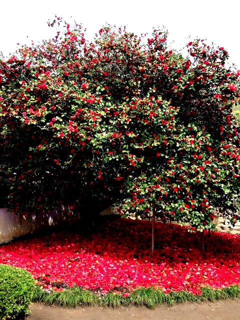 ファイル 665-2.jpg