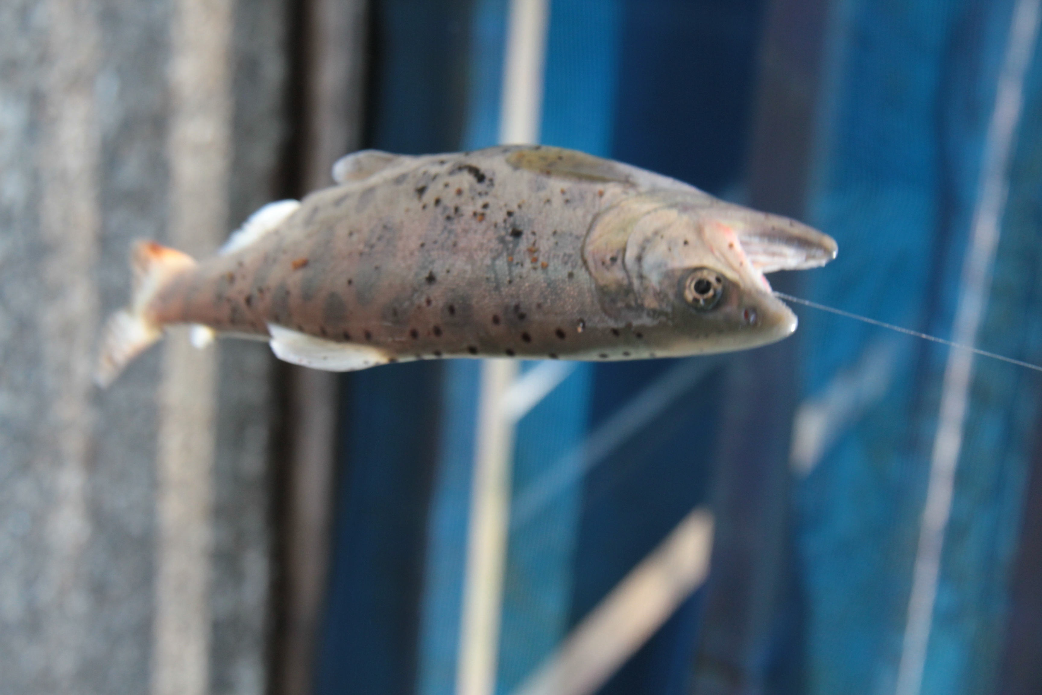 ファイル 671-3.jpg