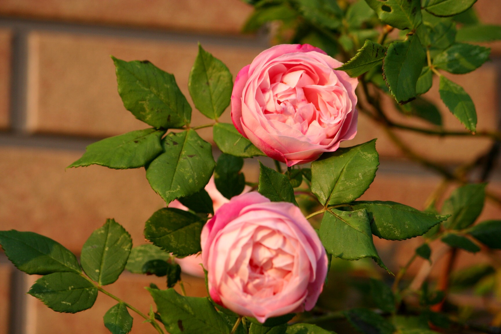 ファイル 672-2.jpg