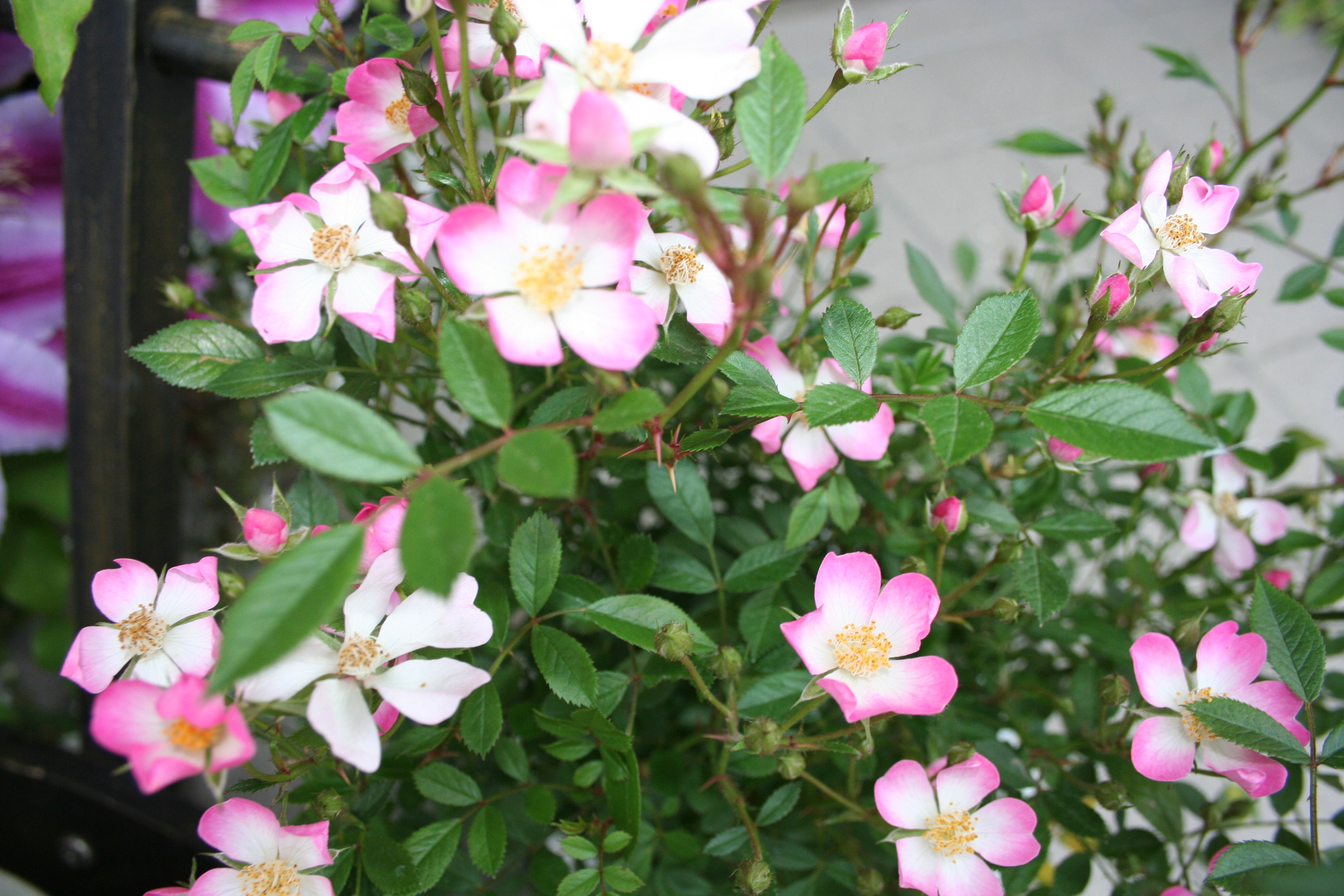 ファイル 672-3.jpg