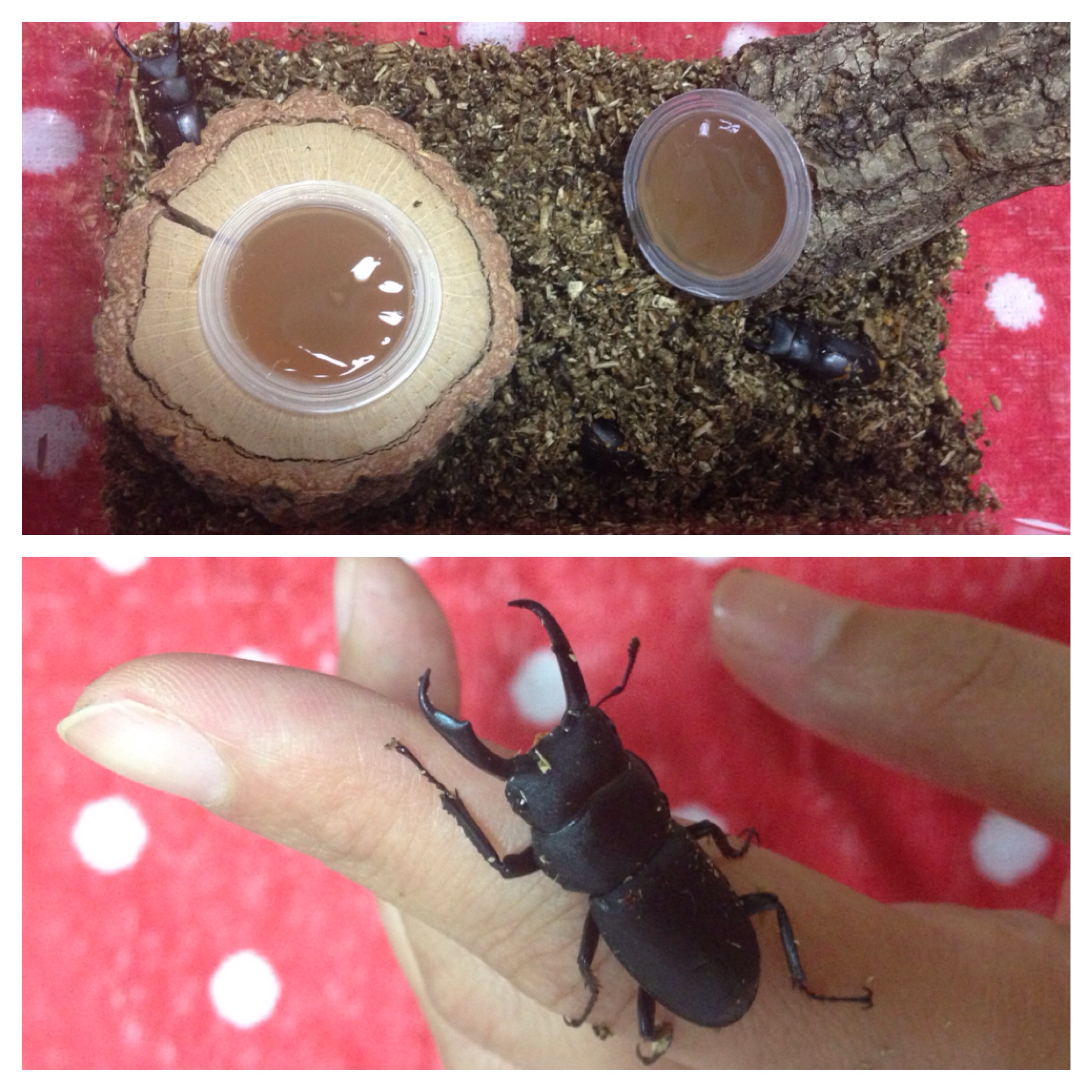 ファイル 687-1.jpg