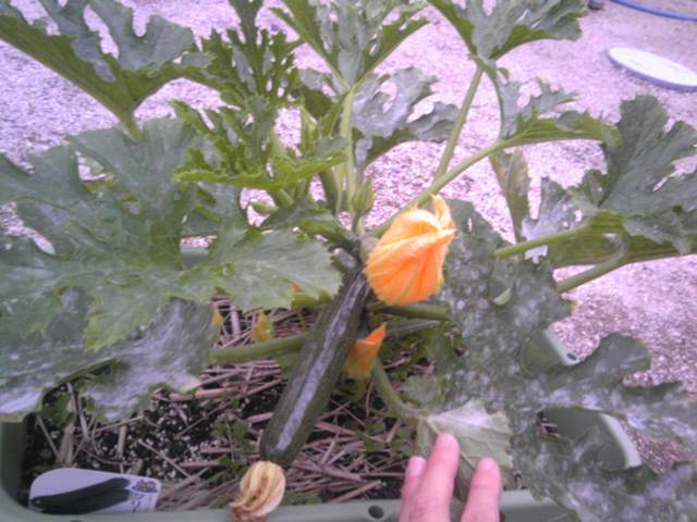 ファイル 703-1.jpg