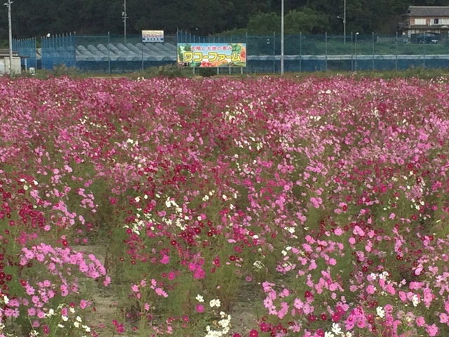 ファイル 739-1.jpg