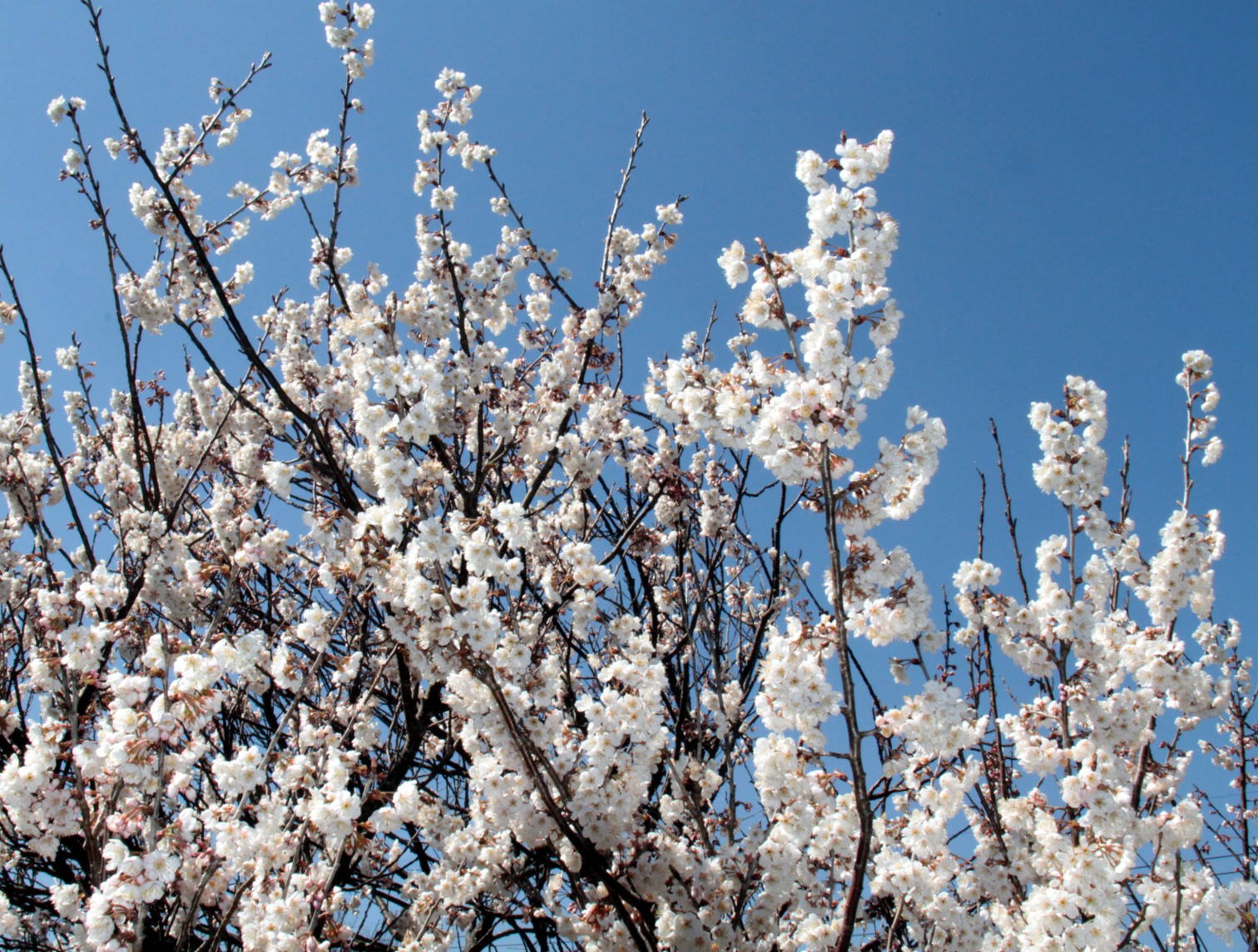 ファイル 811-1.jpg