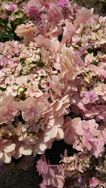 ファイル 831-2.jpg