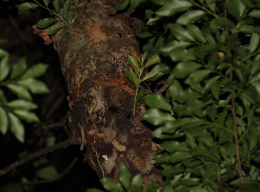 ファイル 832-1.jpg