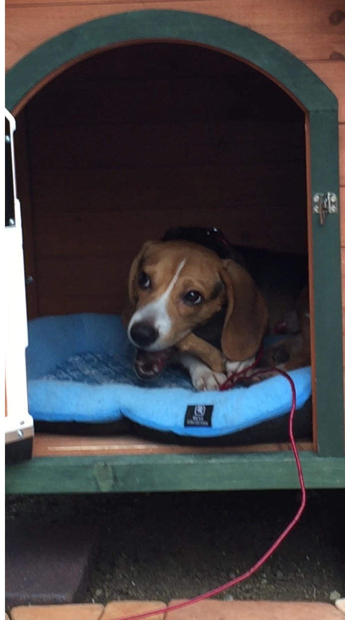 ファイル 843-4.jpeg