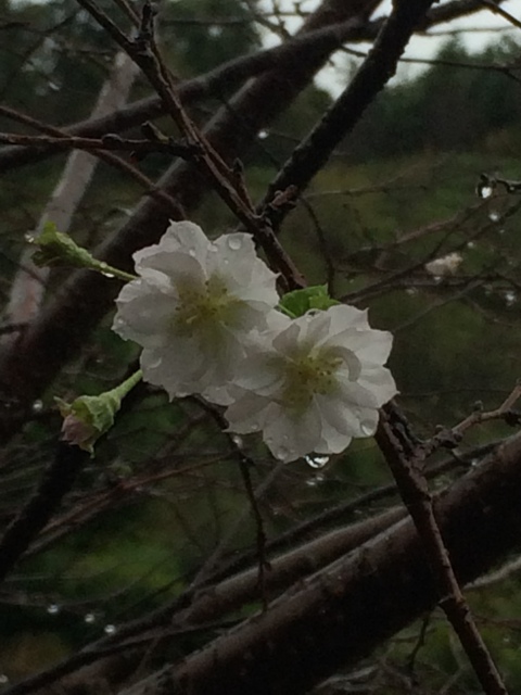 ファイル 869-2.jpg