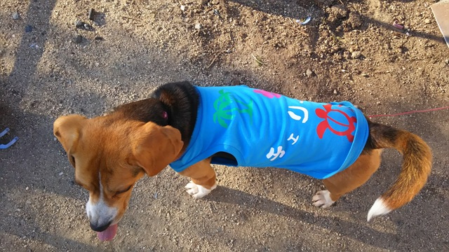 ファイル 919-1.jpg