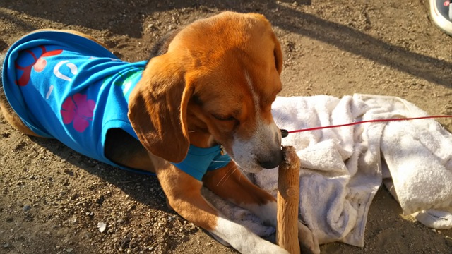 ファイル 919-2.jpg