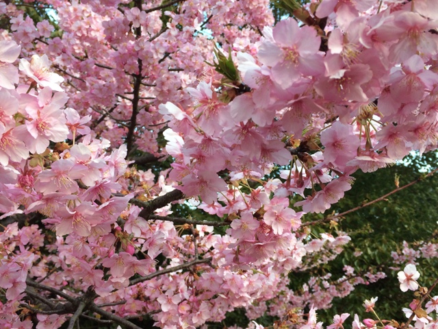 ファイル 923-1.jpg