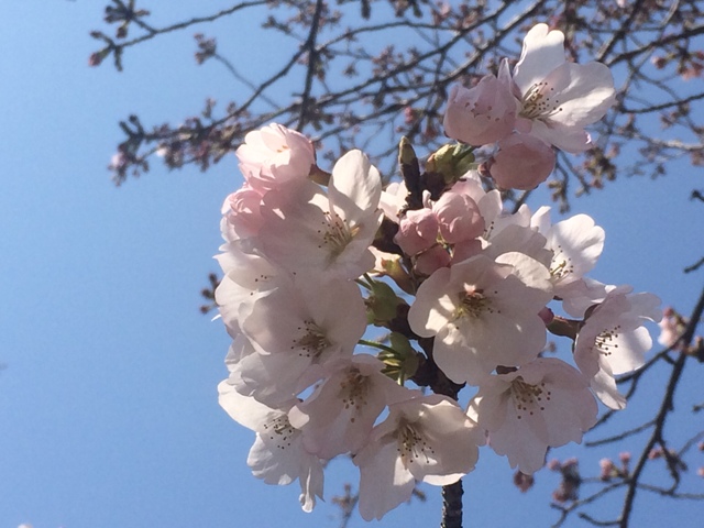 ファイル 934-1.jpg