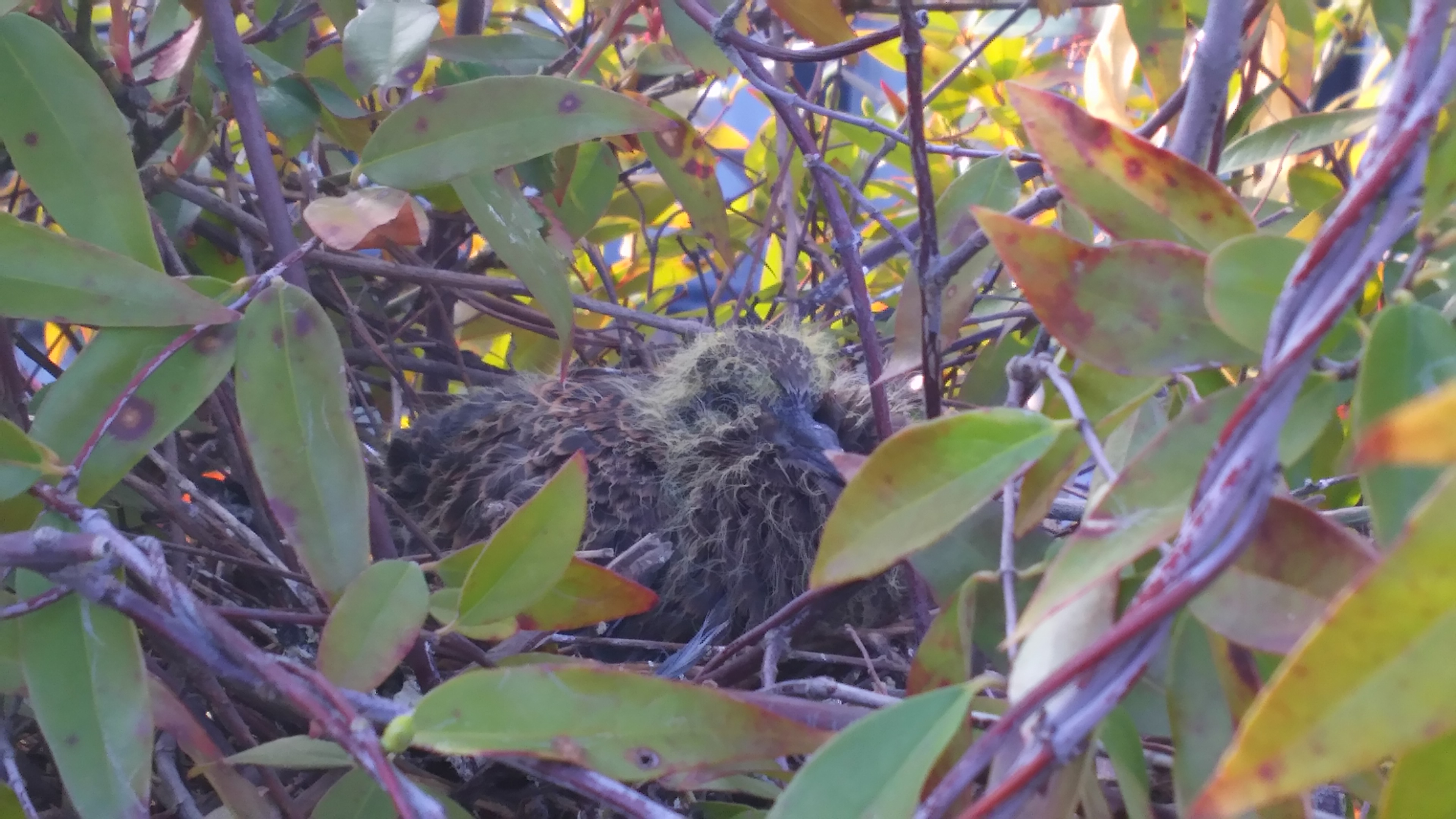 ファイル 940-1.jpg